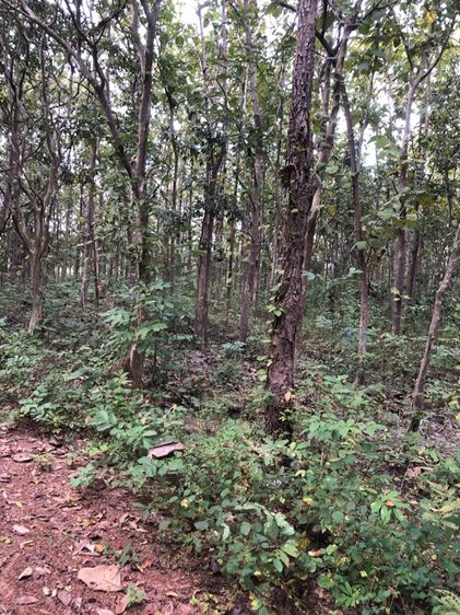 สวนสักทอง ราคาถูก รูปที่ 3