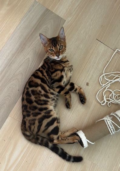 แมวเบงกอลภูเก็ต