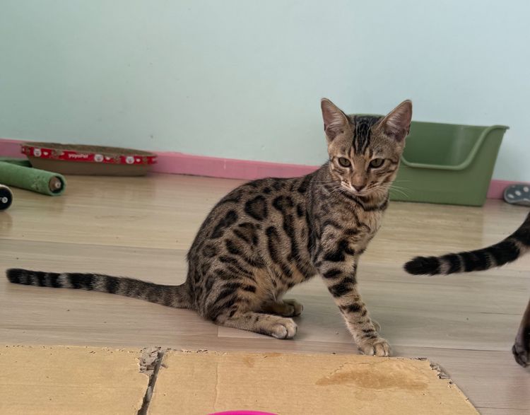แมวเบงกอลภูเก็ต รูปที่ 2