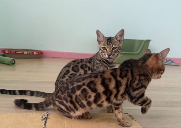 แมวเบงกอลภูเก็ต รูปที่ 3