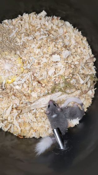 ขายแฮมเตอร์ไทย-ยุโรป winter ไวท์-เยลโล่ ดอเม้า รูปที่ 5