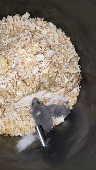 ขายแฮมเตอร์ไทย-ยุโรป winter ไวท์-เยลโล่ ดอเม้า รูปที่ 9