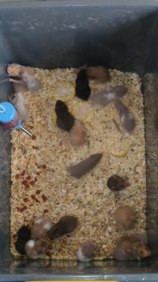 ขายแฮมเตอร์ไทย-ยุโรป winter ไวท์-เยลโล่ ดอเม้า รูปที่ 6