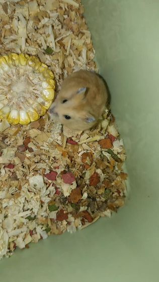 ขายแฮมเตอร์ไทย-ยุโรป winter ไวท์-เยลโล่ ดอเม้า รูปที่ 7