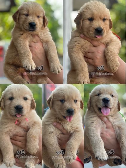 โกลเด้นรีทรีฟเวอร์ (Golden Retriever) เล็ก โกลเด้นแท้ ฟอร์มสวย