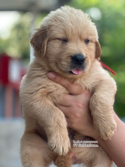 โกลเด้นแท้ ฟอร์มสวย รูปที่ 5