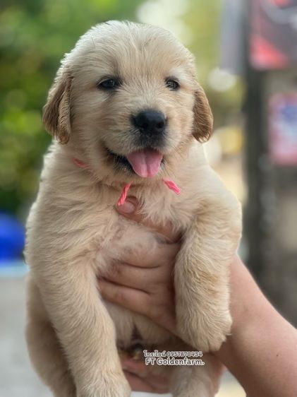 โกลเด้นแท้ ฟอร์มสวย รูปที่ 4