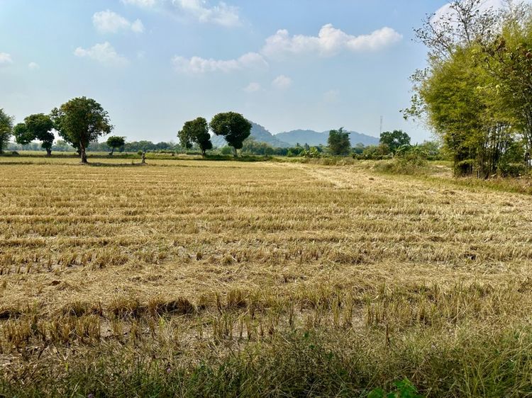 ใช่ ขายที่ดิน เนื้อที่ 13-2-31.5 ไร่ ตำบลสาริกา อำเภอเมือง จังหวัดนครนายก รูปที่ 3