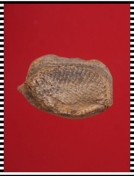 s35-s36.พระรอด องค์ๆละ 419 บ. พร้อมส่ง EMS คะ รูปที่ 4