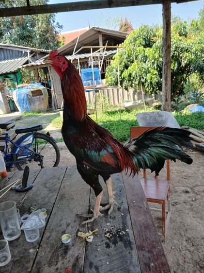 แบ่งไก่พม่า รูปที่ 2