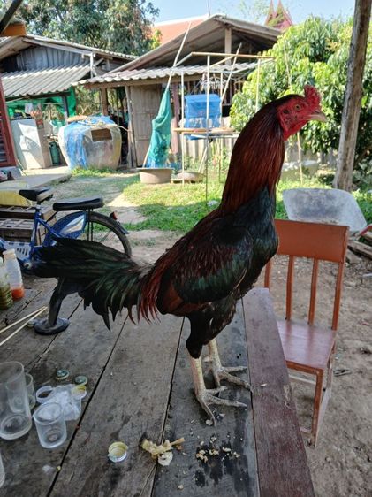 แบ่งไก่พม่า