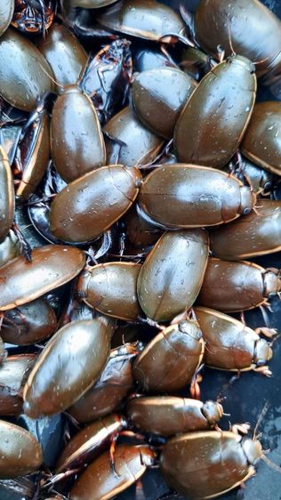 กุ้งฝอยสดและแมงตับเต่ากิโลละ 200 บาท รูปที่ 2