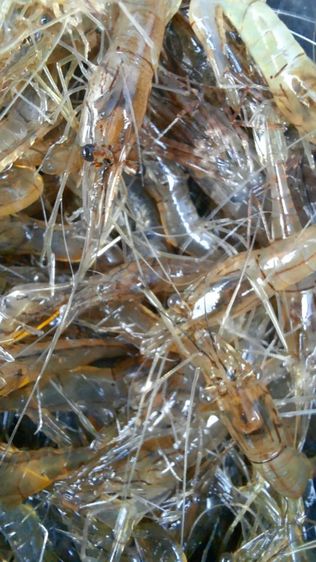 กุ้งฝอยสดและแมงตับเต่ากิโลละ 200 บาท