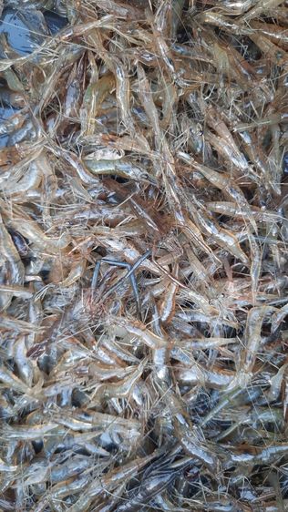 กุ้งฝอยสดและแมงตับเต่ากิโลละ 200 บาท รูปที่ 3