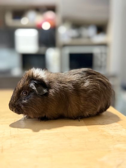 แกสบี้ รูปที่ 3