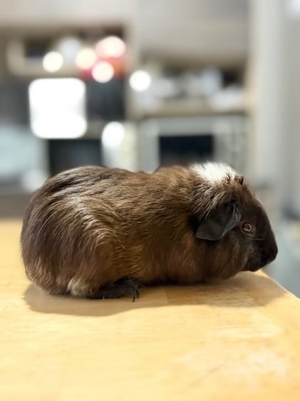 แกสบี้ รูปที่ 2