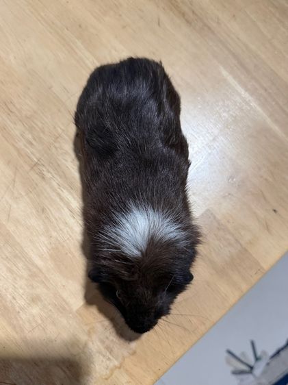 แกสบี้ รูปที่ 4