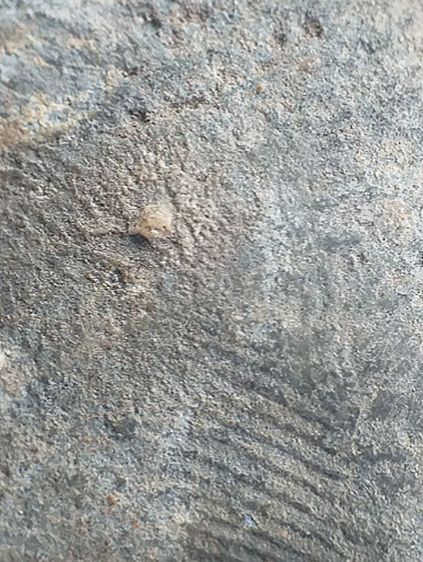 พุทธบาทปิลันทน์ พิมพ์ซุ้มประตู. รูปที่ 13