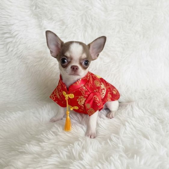 ลูกชิวาวาขนสั้นและขนยาวผู้ล้วน รูปที่ 6