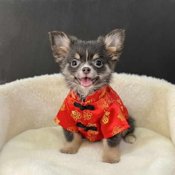 ลูกชิวาวาขนสั้นและขนยาวผู้ล้วน รูปที่ 3