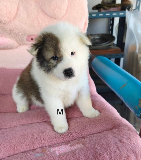 บางแก้วส่ายเลือดดีมีใบเพ็ด รูปที่ 5