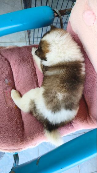 บางแก้วส่ายเลือดดีมีใบเพ็ด รูปที่ 2