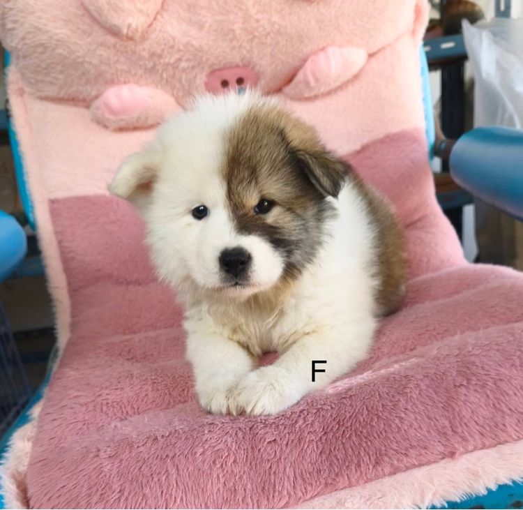 บางแก้วส่ายเลือดดีมีใบเพ็ด รูปที่ 11