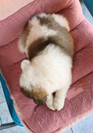 บางแก้วส่ายเลือดดีมีใบเพ็ด รูปที่ 12