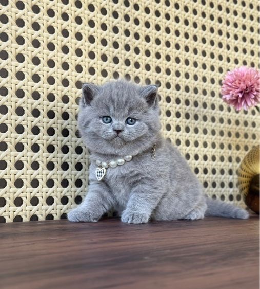 บริติชช็อตแฮร์ รูปที่ 3