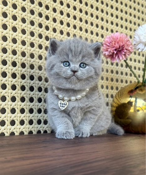 บริติชช็อตแฮร์