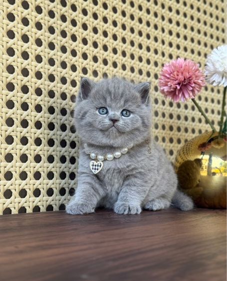 บริติชช็อตแฮร์ รูปที่ 2