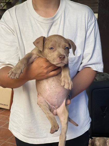 ขายลูกพิทบลูเเท้ รูปที่ 2