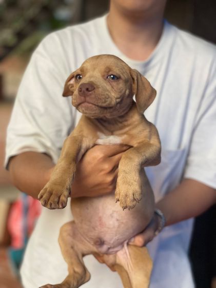 ขายลูกพิทบลูเเท้ รูปที่ 3