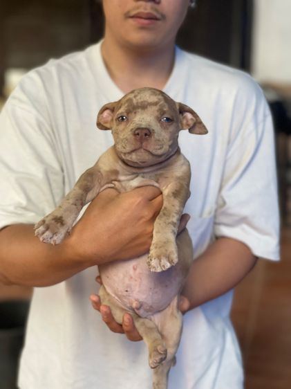 ขายลูกพิทบลูเเท้ รูปที่ 5