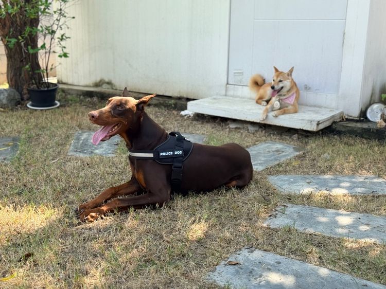 doberman เพศผูั  รูปที่ 2