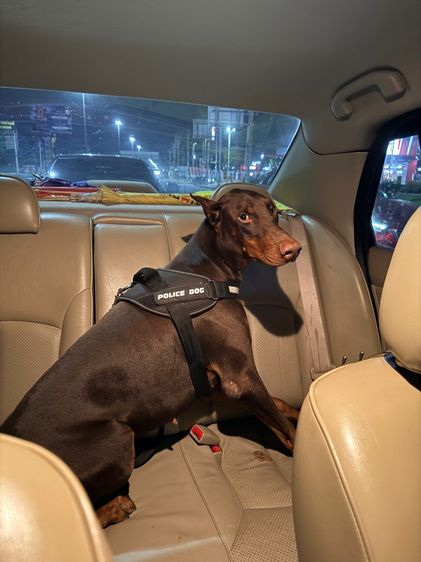 doberman เพศผูั  รูปที่ 4