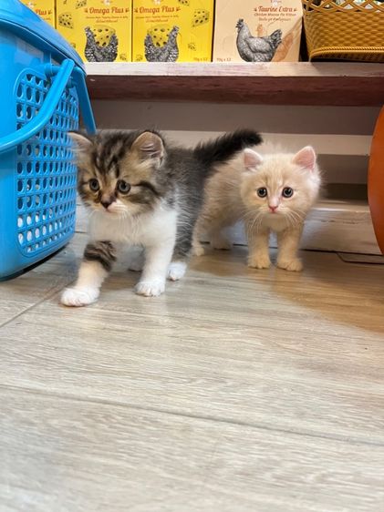 เปอร์เซีย รูปที่ 3