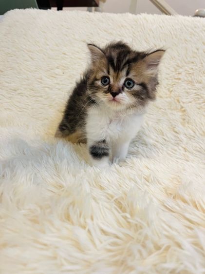 เปอร์เซีย รูปที่ 8