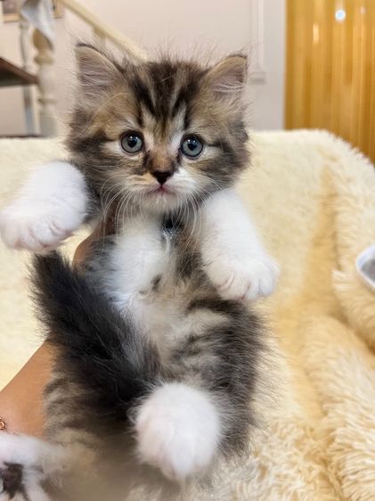 เปอร์เซีย