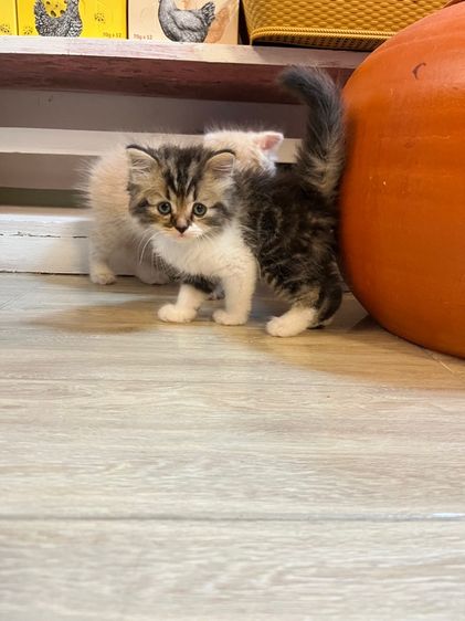 เปอร์เซีย รูปที่ 4