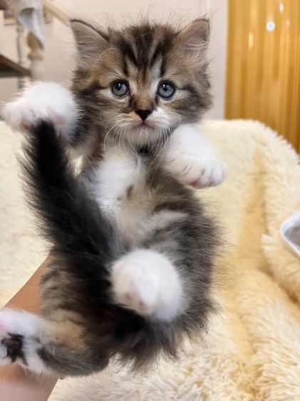 เปอร์เซีย รูปที่ 11