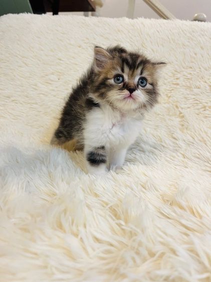 เปอร์เซีย รูปที่ 7