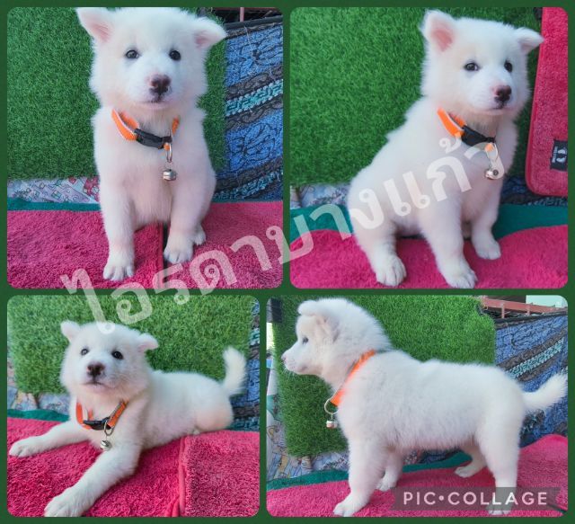 บางแก้ว สีขาวล้วน รูปที่ 3