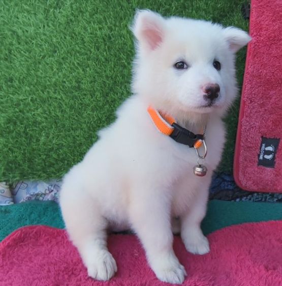 บางแก้ว สีขาวล้วน รูปที่ 4