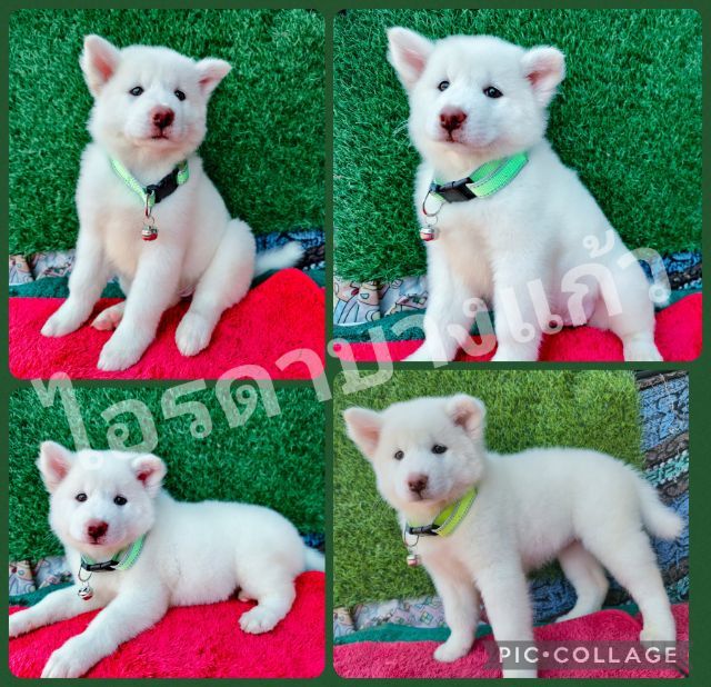 บางแก้ว สีขาวล้วน