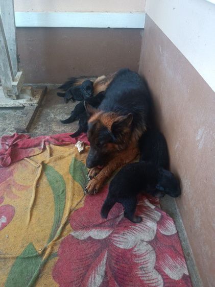 ขายหมา รูปที่ 6