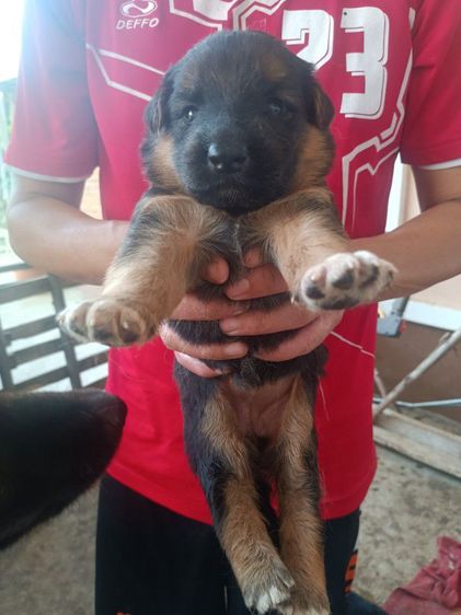 ขายหมา รูปที่ 2