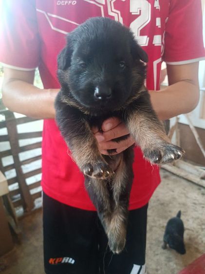 ขายหมา รูปที่ 3