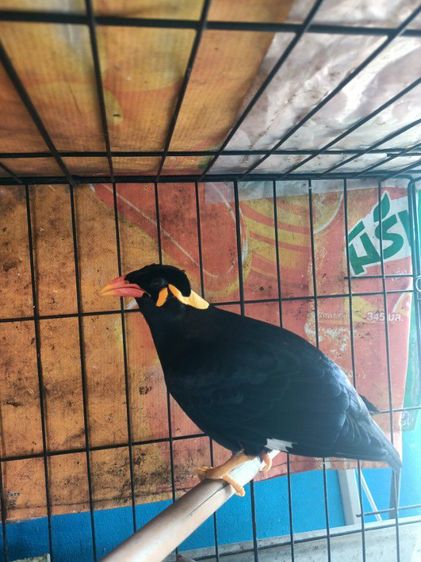 ขุนทองใต้เชื่องมากโตป้อนพูดทั้งวัน รูปที่ 2