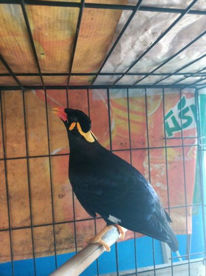 ขุนทองใต้เชื่องมากโตป้อนพูดทั้งวัน รูปที่ 4